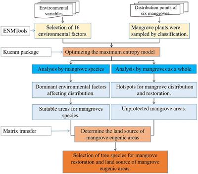 Analysis of mangrove distribution and suitable habitat in Beihai, China, using optimized MaxEnt modeling: improving mangrove restoration efficiency